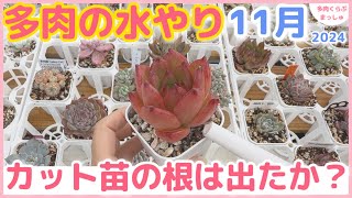 【多肉植物】1鉢ずつのお水やりは至福の時間✨秋にお迎えした苗の変化・根の張りを見てみます❣️ [upl. by Assilev498]