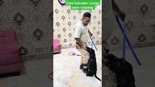 Cute Labrador puppy learn training session 164 shorts [upl. by Yesmar806]