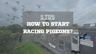 5 TIPS TO START RACING PIGEONS [upl. by Frame]