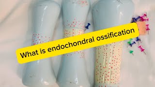 Histogenesis of Bones with Endochondral ossification in an easy method with details🦴🩻 [upl. by Holds]