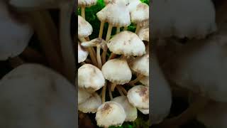 They were getting nibbled on already nature wildmushrooms mushroomlife forestlife [upl. by Meldoh]