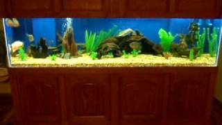 My 300 Gallon Fish Tank  Oscars and More part 2 [upl. by Hairacaz]