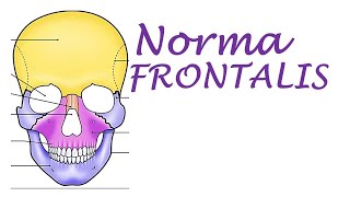 Chp1  Norma FRONTALIS  Skull  BD Chaurasia  Dr Asif Lectures [upl. by Phelgon]