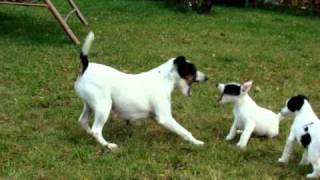 Fox Terrier games [upl. by Bartolemo]