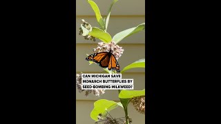 Can Michigan save monarch butterflies by ‘seed bombing’ milkweed [upl. by Salbu647]