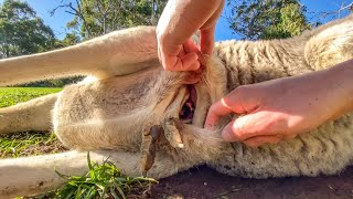 Go Inside a Kangaroo Pouch  Baby Kangaroo 🦘 [upl. by Cassiani705]