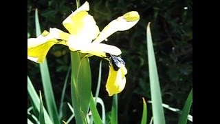 27 04 2016 Xylocopa violacea carpenter bee [upl. by Tedie235]