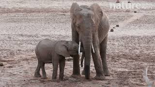 Elephant Loxodonta africana mother and calf drinking and playing at waterhole Kenya [upl. by Viveca]