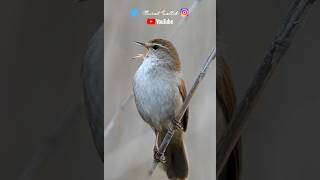 Kamışbülbülü sesi  Cettis Warbler [upl. by Oinoitna]