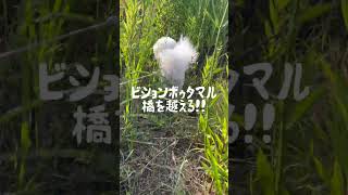 橋を越えるぼたまる shorts ビションフリーゼ bichonfrise dog 犬 [upl. by Tisman172]