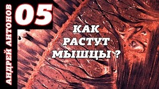 Как же всетаки растут мышцы [upl. by Elynad861]