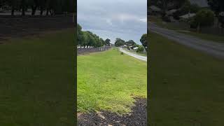 VL99 arriving into Colac as the 8866 train trainspotter railway trainspot trainspotting [upl. by Maxama404]