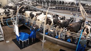 DeLaval Rotary E300 Milking Parlor For Big Herd [upl. by Cissy69]