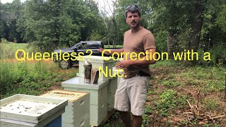 Using nucs to fix a queenless hive [upl. by Elcin]