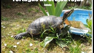 hábitat recomendado para tortuga de orejas rojas [upl. by Rees664]