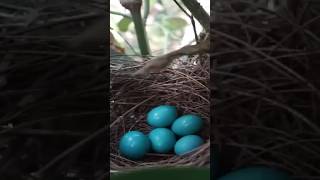 Bird Egg hatching process [upl. by Messing]