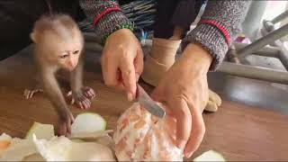 Tiny Monkeys Taste Test HUMAN Food for the First Time [upl. by Swetiana]