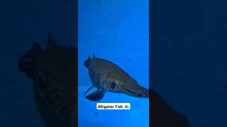 Alligator Fish in Aquarium aquarium alligatorfish aquriamfish [upl. by Ahsaekal]