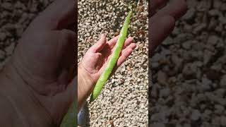 Its long Runner beans [upl. by Eamon]