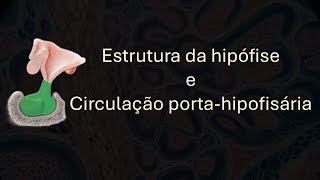 Hipófise e circulação portahipofisária [upl. by Anneuq]