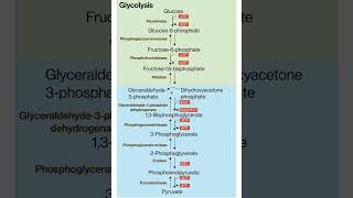 glycolysis glycolysis cyclebiochemistry nutrition and Biochemistry [upl. by Ardnuaek]