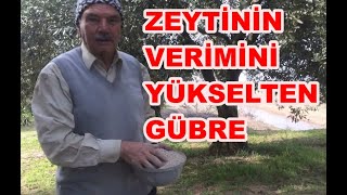 Zeytin Verimi Artırımında 15 15 Gübre Ne Zaman Atılır Nasıl Atılır [upl. by Rosemarie]