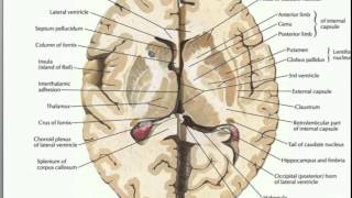 What is the Basal Ganglia [upl. by Doris]