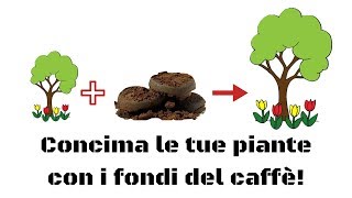 Mai buttare i fondi del caffè Ecco un ottimo concime gratuito [upl. by Paige906]