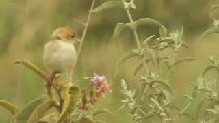 Cisticola ciniana  cisticola cascabel  Rattling cisticola [upl. by Bodwell]