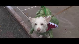 New York is like the most dogfriendly city 33rd annual Tompkins Square Halloween Dog Parade retu [upl. by Sheri161]