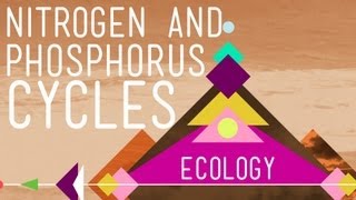 Nitrogen amp Phosphorus Cycles Always Recycle Part 2  Crash Course Ecology 9 [upl. by Okun122]