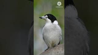 Aquatic🔥 birdshortfactvideoviral😱😱 [upl. by Aeriel567]