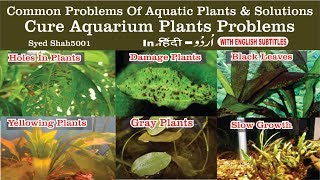 Common problems of aquarium Plant Deficiencies yellow amp damage leaves [upl. by Lrac942]