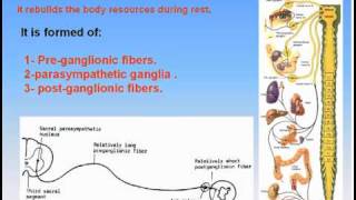 18Autonomic Nervous System3Parasympathetic Nervous System Anatomy Intro Dr Ahmed Kamal [upl. by Adnale]