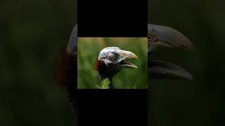 Gallina de Guinea vulturina  Vulturine guineafowl [upl. by Prakash]