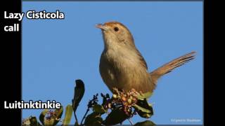 Lazy Cisticola call [upl. by Gipson]