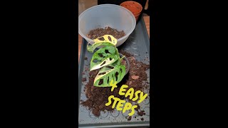 How to Repot Variegated Monstera Adansonii StepbyStep [upl. by Marji444]