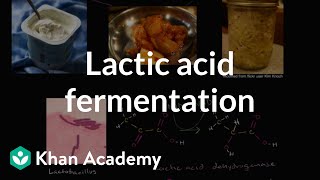 Lactic acid fermentation  Cellular respiration  Biology  Khan Academy [upl. by Reniar]