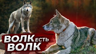 Волк убил Лайку Тайга Смерть всегда рядом [upl. by Tristan508]