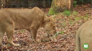 Welpen in Dierenpark Amersfoort [upl. by Llerrod]