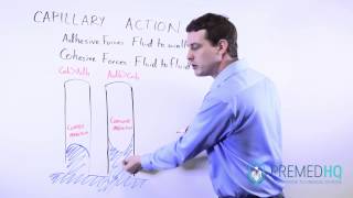 Capillary Action  Cohesive Forces Adhesive Forces and Surface Tension [upl. by Ahselrak]