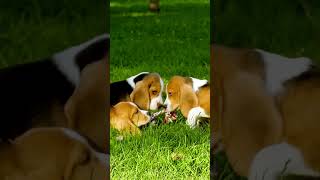 Top 10 Smelliest Dog Breeds Beagles at 5 shorts questionsin10s [upl. by Werbel270]