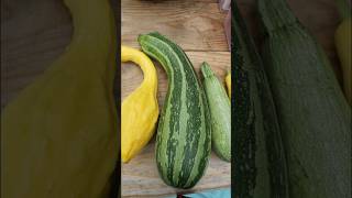 SUMMER SQUASH VARIETIES WEquotRE GROWING THIS YEAR  2024 Connecticut Garden zone6b [upl. by Strickland]