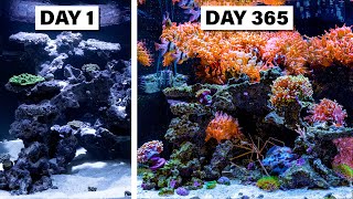 I Created a Vivid Indoor Ocean in 365 Days [upl. by Lundell449]