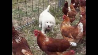 Maremma stock guardian puppies in training part 2 [upl. by Ivek631]