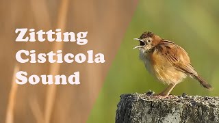 Call of zitting cisticola  soundchirping of small bird in grassland IndianBirdVideos [upl. by Euginom]