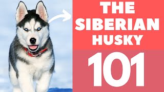 Siberian Husky 101  Breed and Personality [upl. by Atikel]