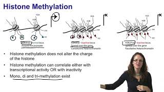 2 Histone acetylation and histone methylation [upl. by Eyllom]