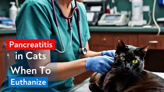 Pancreatitis in Cats When To Euthanize  cat pancreatitis symptoms  Euthanasia decision [upl. by Dev]