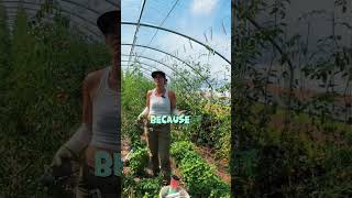 Full video on my page  tagged in this one tomatoharvest tomato harvest farming trellis farm [upl. by Bertero529]